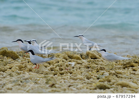 ベニアジサシ　Roseate Tern　紅鯵刺　Sterna dougallii　夏鳥　繁殖 67957294