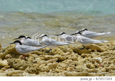 ベニアジサシ　Roseate Tern　紅鯵刺　Sterna dougallii　夏鳥　繁殖 67957304