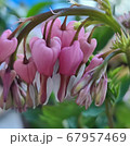 花 葉 植物 67957469