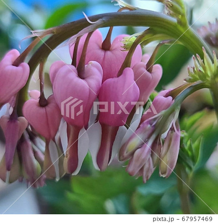 花 葉 植物 67957469