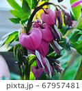 花びら 植物 葉 67957481