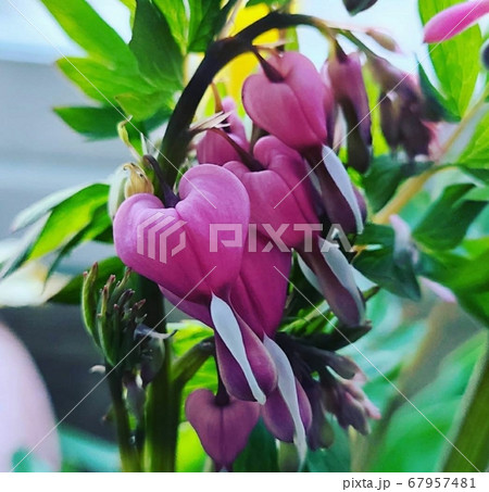 花びら 植物 葉 67957481