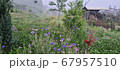 植物 屋外 室外 67957510