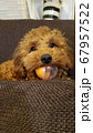 オモチャをかじる犬 67957522