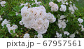 葉 屋外 花 67957561