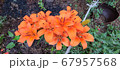 花 植物 屋外 67957568