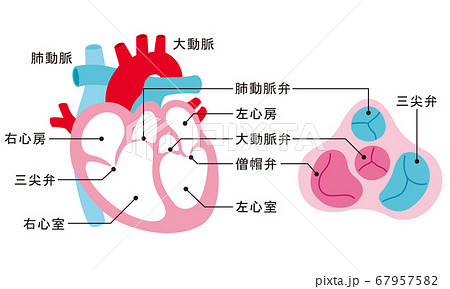 心臓 断面図 名称のイラスト素材