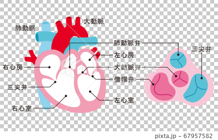 心臓　断面図　名称 67957582