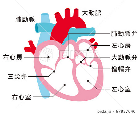 心臓 断面図 名称のイラスト素材