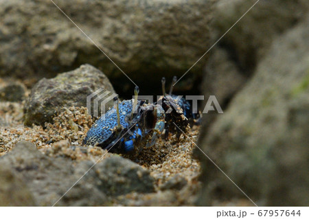 ルリマダラシオマネキ　メス　瑠璃斑潮招　Tetragonal Fiddler Crab  67957644