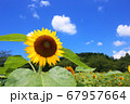 青空に映えるヒマワリ 67957664