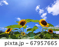 夏空と3本のヒマワリ 67957665