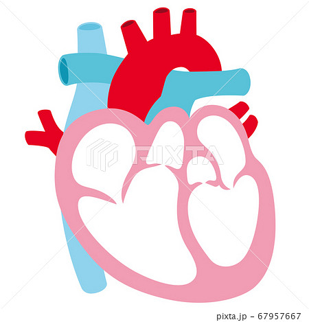 心臓 断面図のイラスト素材