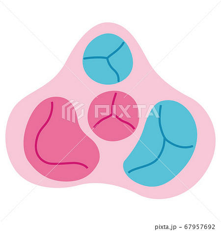 心臓 断面図のイラスト素材