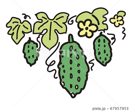 手描き風ゴーヤのイラストのイラスト素材