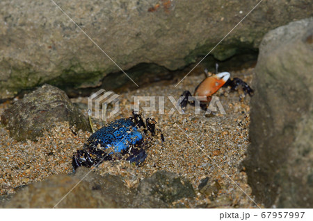 ルリマダラシオマネキ　オスメスのペア　Tetragonal Fiddler Crab 67957997