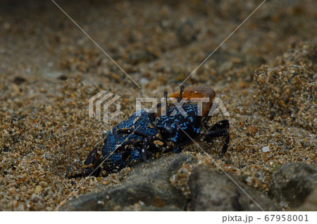 ルリマダラシオマネキ オスメスのペア Tetragonal Fiddler Crab ルリマダラシオマネキ オスメスのペア Tetragonal Fiddler Crab 67958001