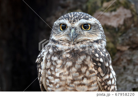 アナホリフクロウ ノースサファリサッポロ アナホリフクロウ ノースサファリサッポロ 67958220