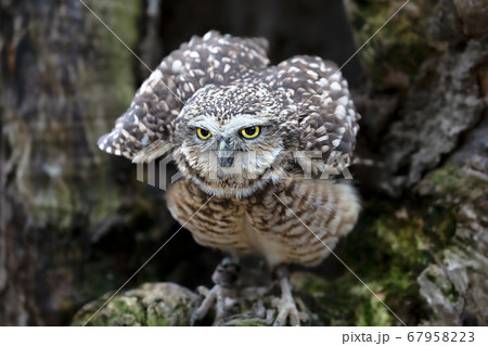 アナホリフクロウ ノースサファリサッポロ 67958223