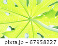 旅で撮影した植物達です 67958227
