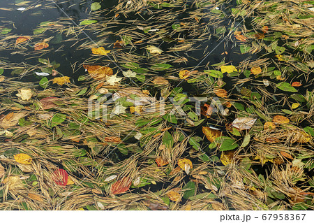 裏磐梯の秋 五色沼 裏磐梯の秋 五色沼 67958367