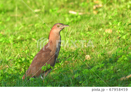 ズグロミゾゴイ Malaysian night heron 頭黒溝五位 成鳥 ズグロミゾゴイ Malaysian night heron 頭黒溝五位 成鳥 67958459