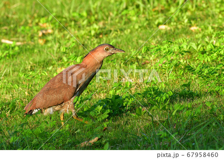 ズグロミゾゴイ Malaysian night heron 頭黒溝五位 成鳥 ズグロミゾゴイ Malaysian night heron 頭黒溝五位 成鳥 67958460