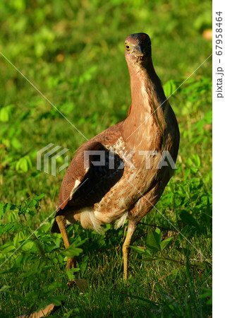 ズグロミゾゴイ Malaysian night heron 頭黒溝五位 成鳥 ズグロミゾゴイ Malaysian night heron 頭黒溝五位 成鳥 67958464