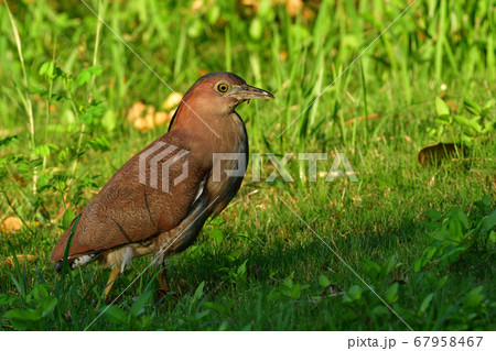 ズグロミゾゴイ Malaysian night heron 頭黒溝五位 成鳥 ズグロミゾゴイ Malaysian night heron 頭黒溝五位 成鳥 67958467