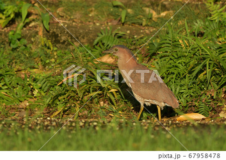 ズグロミゾゴイ　Malaysian night heron　頭黒溝五位　成鳥 67958478