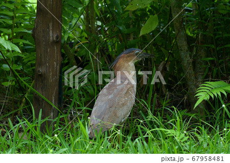 ズグロミゾゴイ　Malaysian night heron　頭黒溝五位　成鳥 67958481