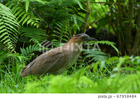 ズグロミゾゴイ Malaysian night heron 頭黒溝五位 成鳥 ズグロミゾゴイ Malaysian night heron 頭黒溝五位 成鳥 67958484