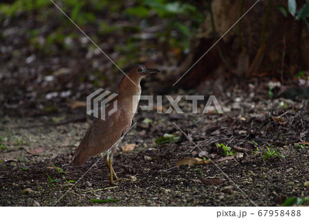 ズグロミゾゴイ Malaysian night heron 頭黒溝五位 成鳥 ズグロミゾゴイ Malaysian night heron 頭黒溝五位 成鳥 67958488