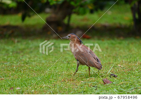 ズグロミゾゴイ Malaysian night heron 頭黒溝五位 成鳥 ズグロミゾゴイ Malaysian night heron 頭黒溝五位 成鳥 67958496