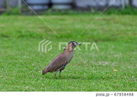 ズグロミゾゴイ Malaysian night heron 頭黒溝五位 成鳥 ズグロミゾゴイ Malaysian night heron 頭黒溝五位 成鳥 67958498