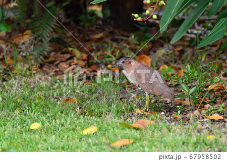 ズグロミゾゴイ Malaysian night heron 頭黒溝五位 成鳥 ズグロミゾゴイ Malaysian night heron 頭黒溝五位 成鳥 67958502