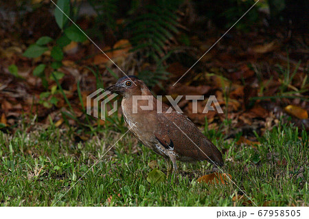ズグロミゾゴイ　Malaysian night heron　頭黒溝五位　成鳥 67958505