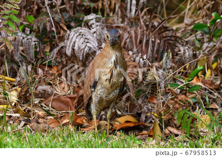 ズグロミゾゴイ Malaysian night heron 頭黒溝五位 成鳥 ズグロミゾゴイ Malaysian night heron 頭黒溝五位 成鳥 67958513