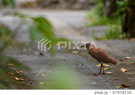 ズグロミゾゴイ Malaysian night heron 頭黒溝五位 成鳥 ズグロミゾゴイ Malaysian night heron 頭黒溝五位 成鳥 67958516