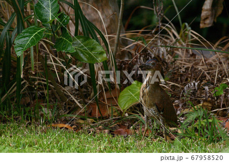 ズグロミゾゴイ　Malaysian night heron　頭黒溝五位　成鳥 67958520