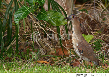 ズグロミゾゴイ Malaysian night heron 頭黒溝五位 成鳥 ズグロミゾゴイ Malaysian night heron 頭黒溝五位 成鳥 67958523