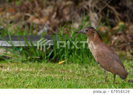 ズグロミゾゴイ　Malaysian night heron　頭黒溝五位　成鳥 67958526