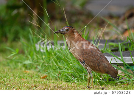 ズグロミゾゴイ Malaysian night heron 頭黒溝五位 成鳥 ズグロミゾゴイ Malaysian night heron 頭黒溝五位 成鳥 67958528