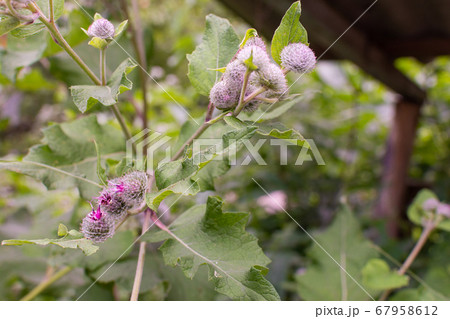 Purple thorny burdock flowers Purple thorny burdock flowers 67958612