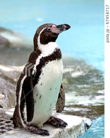 フンボルトペンギン フンボルトペンギン 67958717
