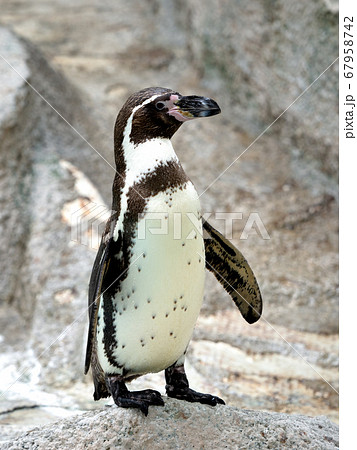 フンボルトペンギン フンボルトペンギン 67958742