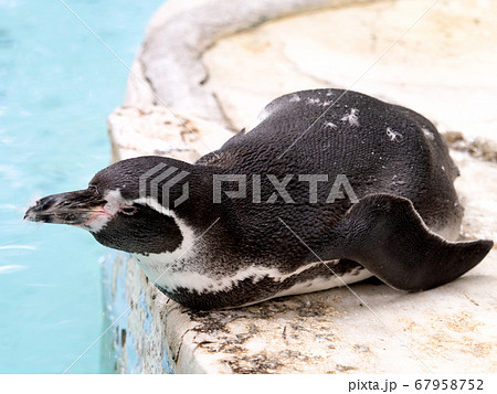 フンボルトペンギン 67958752