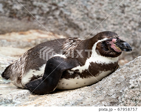 フンボルトペンギン フンボルトペンギン 67958757