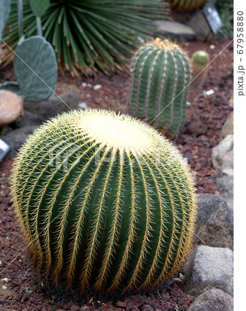 サボテン　キンシャチ 67958880