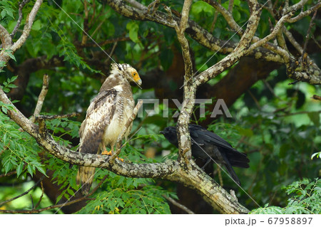 国の特別記念物カンムリワシの幼鳥 Crested serpent eagle 冠鷲 あやぱに 綾羽 国の特別記念物カンムリワシの幼鳥 Crested serpent eagle 冠鷲 あやぱに 綾羽 67958897
